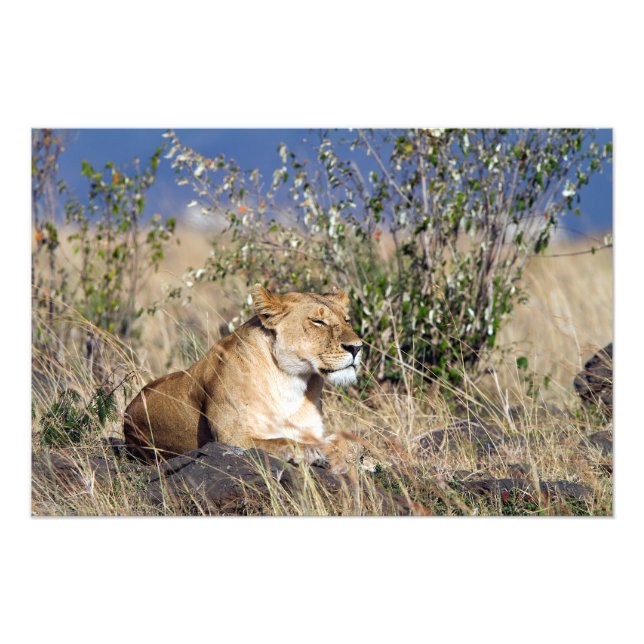 Lioness resting photo print (Front)