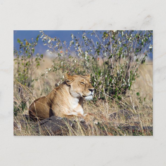 Lioness resting postcard (Front)