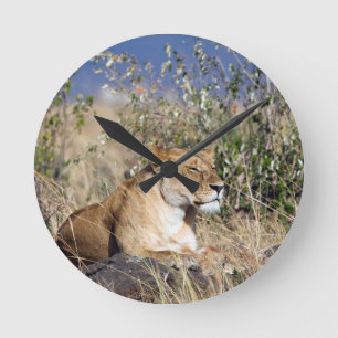 Lioness resting round clock