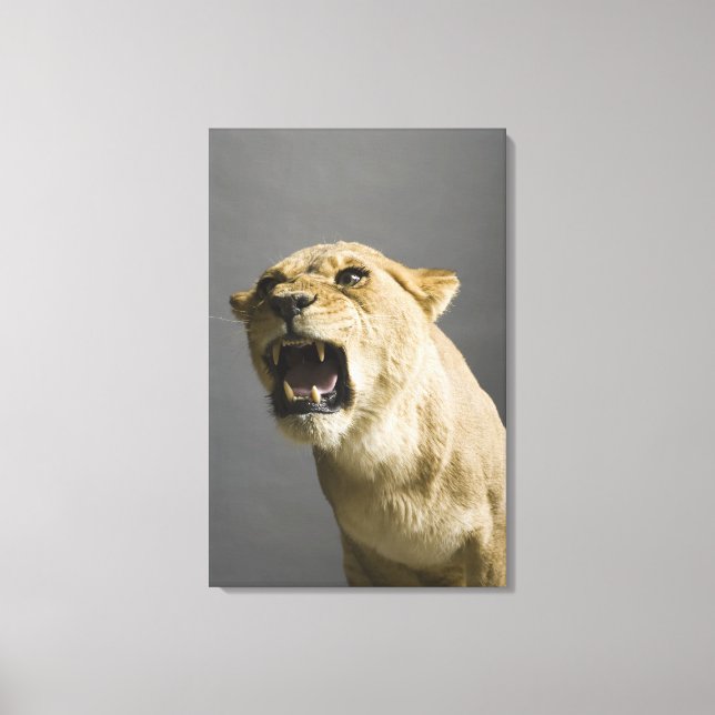 Lioness roaring 2 canvas print (Front)