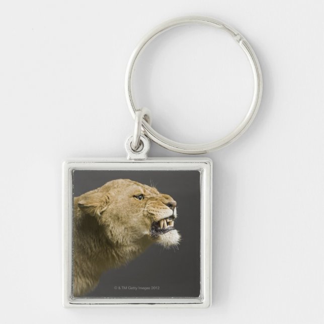Lioness roaring 2 keychain (Front)