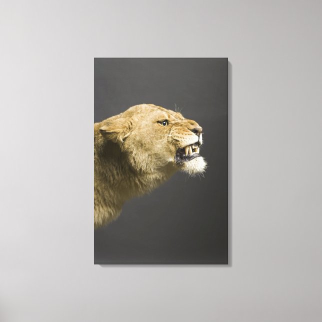 Lioness roaring canvas print (Front)
