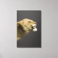 Lioness roaring