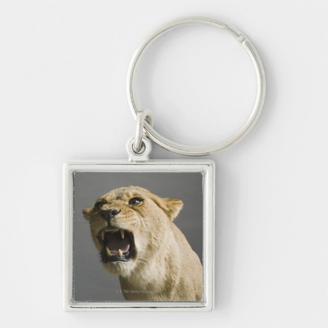 Lioness roaring keychain (Front)