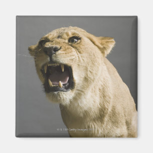 Lioness roaring magnet