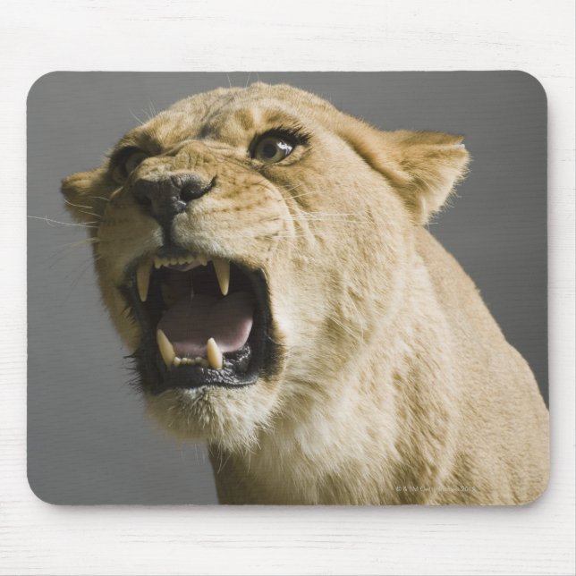 Lioness roaring mouse pad (Front)