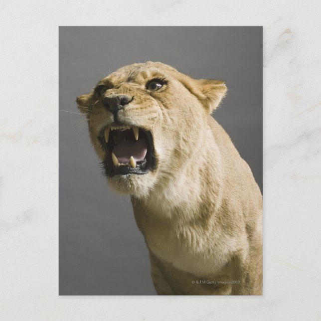 Lioness roaring postcard (Front)