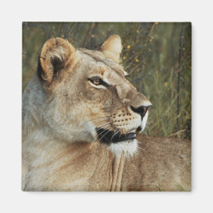 Lioness safari magnets - personnaliser