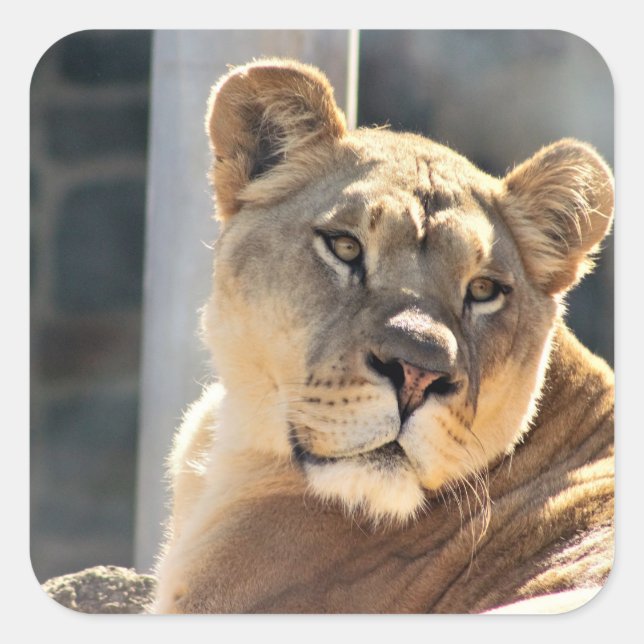 Lioness Square Sticker (Front)