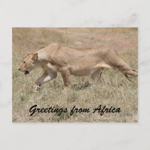 lioness stalks postcard