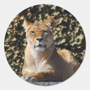Lioness Sticker