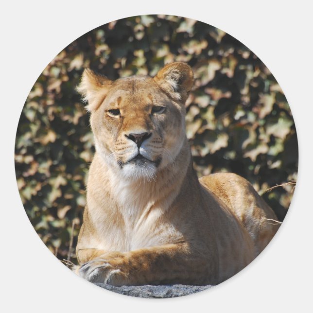 Lioness Sticker (Front)