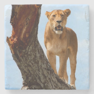 Lioness Stone Coaster