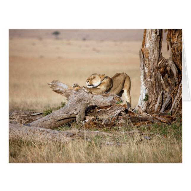Lioness stretching (Front Horizontal)