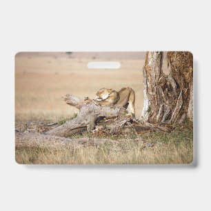 Lioness stretching badge