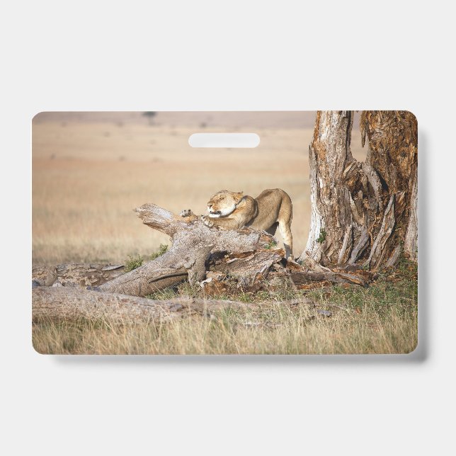 Lioness stretching badge (Front)