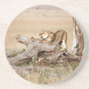 Lioness stretching coaster