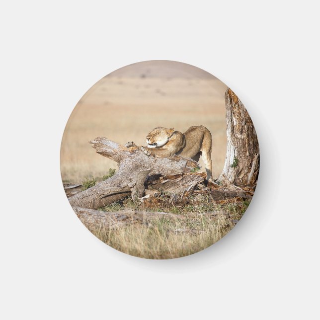 Lioness stretching magnet (Front)
