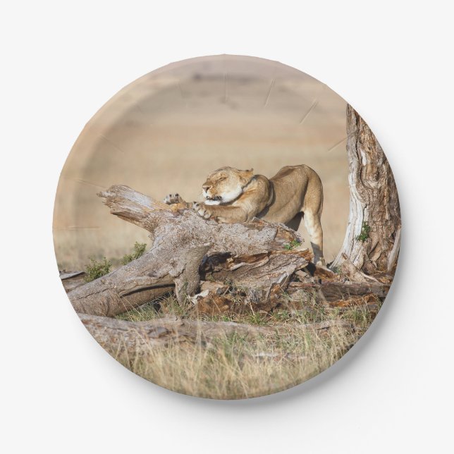 Lioness stretching paper plate (Front)
