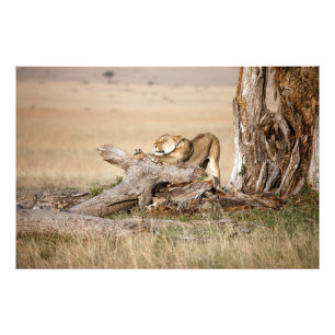 Lioness stretching photo print