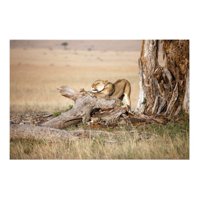 Lioness stretching photo print (Front)