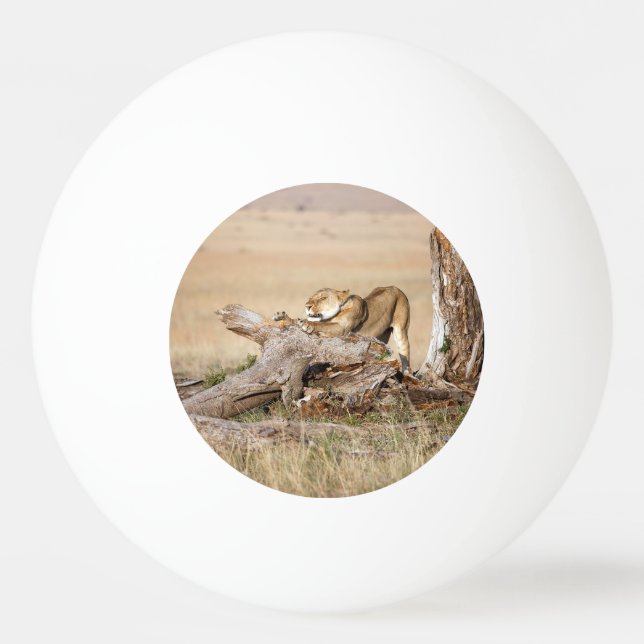Lioness stretching ping pong ball (Back)
