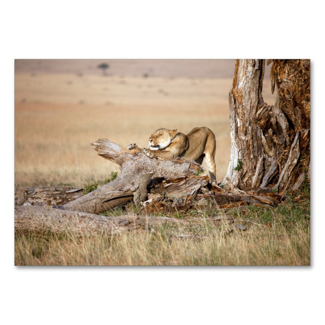 Lioness stretching table number (Back)