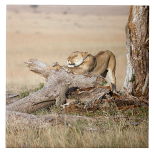 Lioness stretching tile
