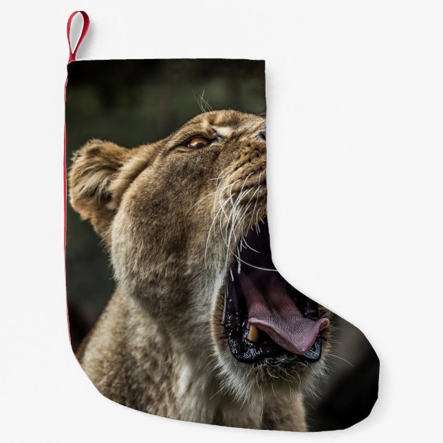 LIONESS YAWNING SMALL CHRISTMAS STOCKING (Front)