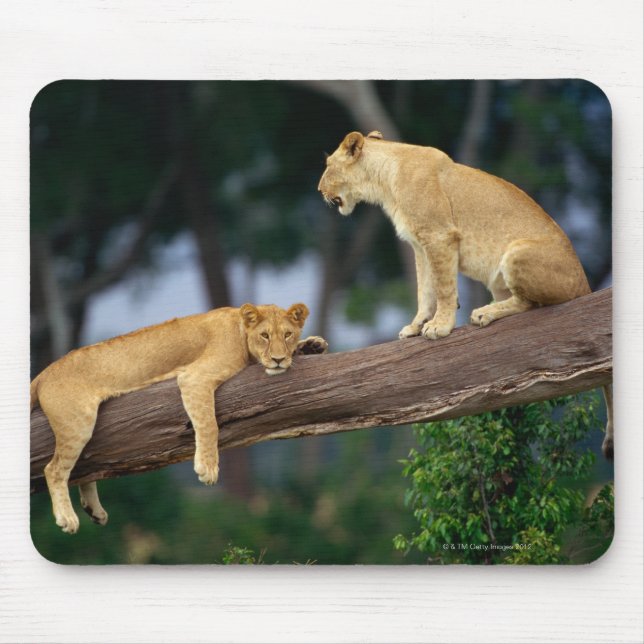Lionesses in a tree mouse pad (Front)