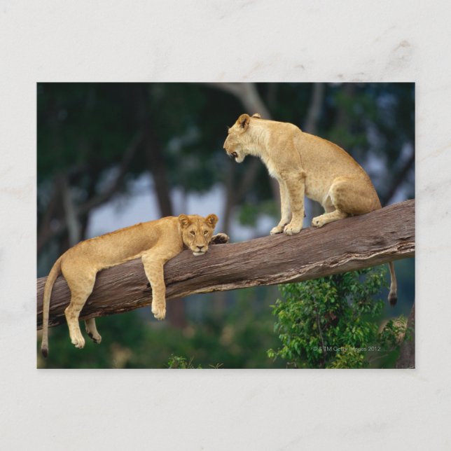 Lionesses in a tree postcard (Front)