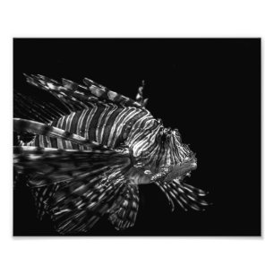 Lionfish - copie de photo
