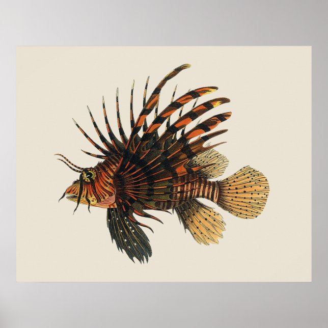 Lionfish Fish, Vintage Marine Ocean Life Animal Poster (Front)