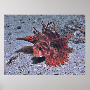 Lionfish in the Night Poster