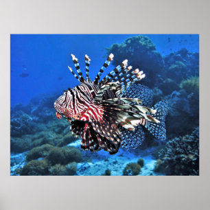 Lionfish-Komodo Poster