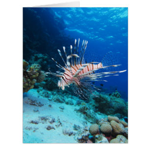 Lionfish or Pterois Miles, Ocean Reef Fish