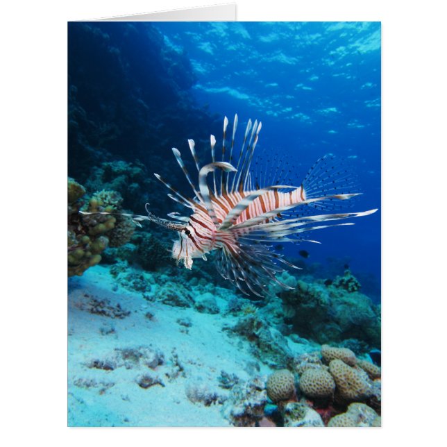 Lionfish or Pterois Miles, Ocean Reef Fish (Front)