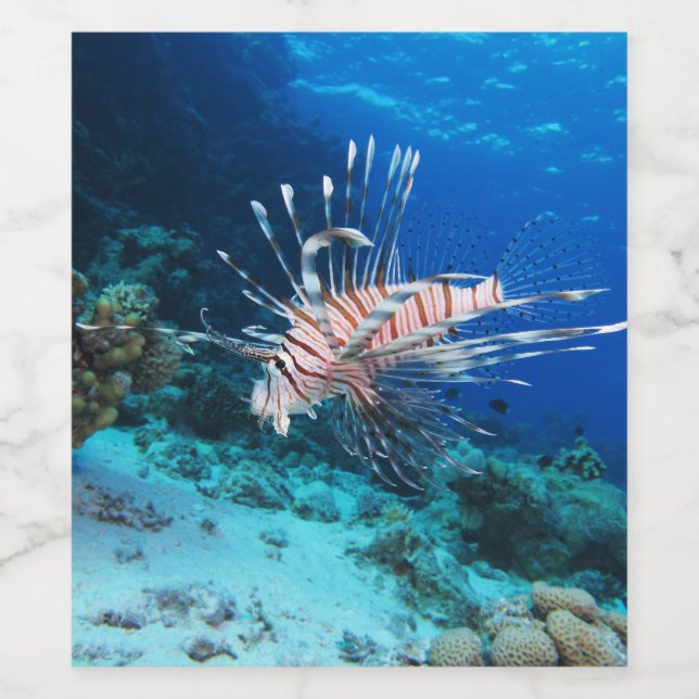 Lionfish or Pterois Miles, Ocean Reef Fish Wine Label (Single Label)