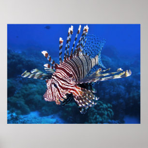 Lionfish Portrait Poster