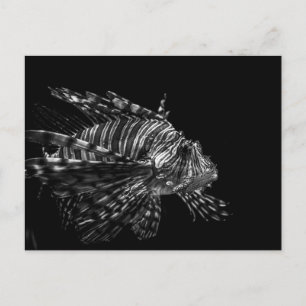 Lionfish – Postcard
