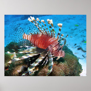 Lionfish Profile Poster