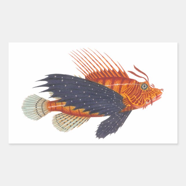 Lionfish - Pterois - Lion Fish Antique Engraving Sticker (Front)