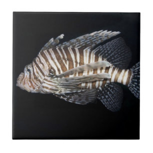 Lionfish Tile