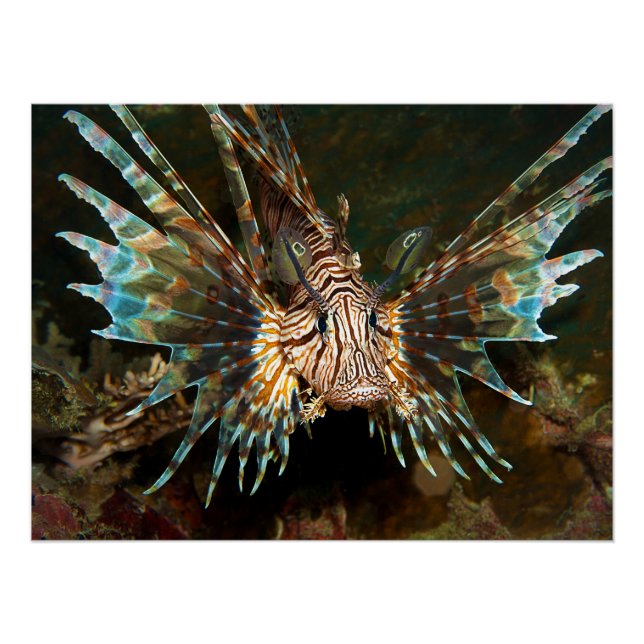 Lionfish up close! Very close and intense photo |  Poster (Front)