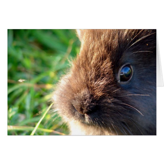 Lionhead Bunny (Front Horizontal)