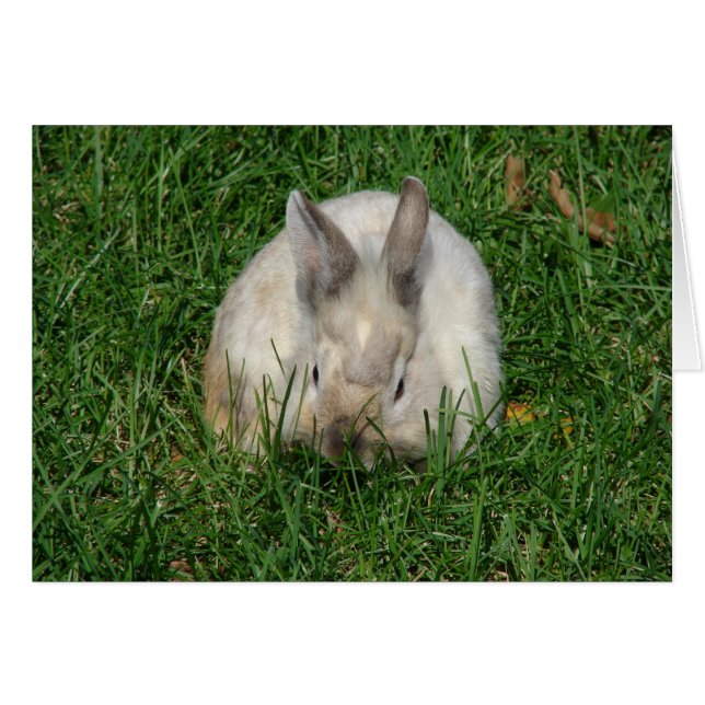 Lionhead Bunny Toutes les Occasions (Devant horizontal)