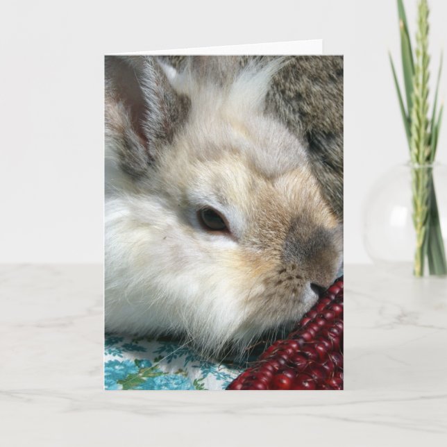 Lionhead Rabbit and Indian Corn Card (Front)