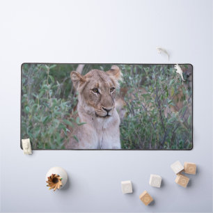 Lionne au repos dans la sauvagerie africaine