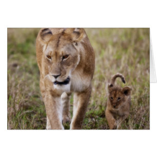 Lionne avec son petit