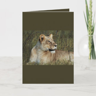 Lionne - cartes de voeux safari